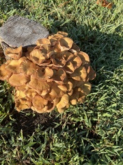 Desarmillaria
