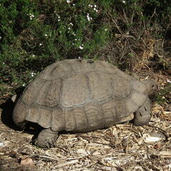 Stigmochelys pardalis