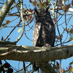 Bubo africanus africanus