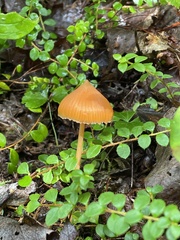 Entoloma quadratum