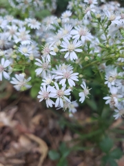 Symphyotrichum drummondii