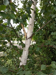 Betula klokovii