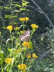 Limenitis weidemeyerii