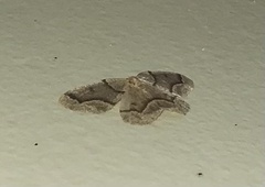 Lambdina fiscellaria