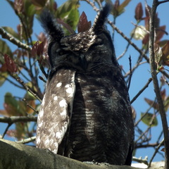 Bubo africanus africanus