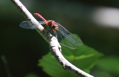 Sympetrum rubicundulum