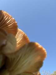 Desarmillaria