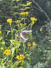 Limenitis weidemeyerii