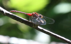 Sympetrum rubicundulum