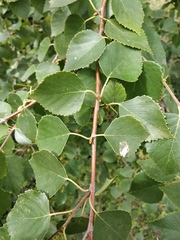 Betula klokovii