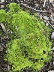 Leucobryum glaucum
