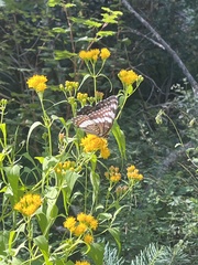 Limenitis weidemeyerii