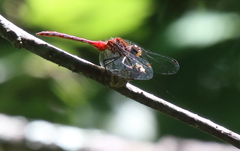 Sympetrum rubicundulum