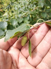 Betula klokovii