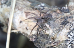 Pardosa