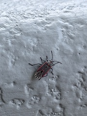 Melacoryphus nigrinervis