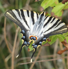 Iphiclides feisthamelii