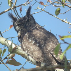 Bubo africanus africanus