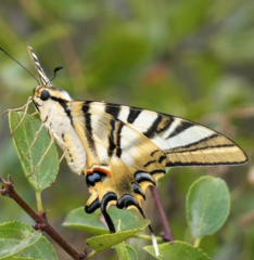 Iphiclides feisthamelii