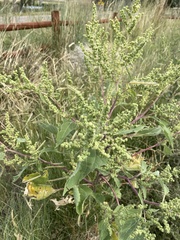 Cyclachaena xanthiifolia