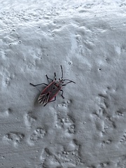 Melacoryphus nigrinervis