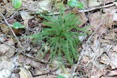 Dendrolycopodium dendroideum