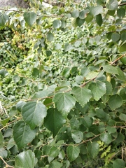Betula klokovii