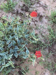 Nyctaginia capitata