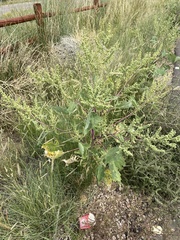 Cyclachaena xanthiifolia