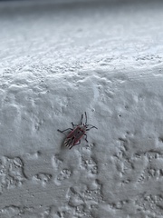 Melacoryphus nigrinervis