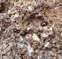 Spiloscapha thallioides