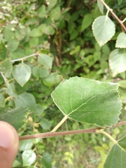 Betula klokovii