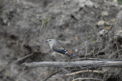 Pardalotus punctatus