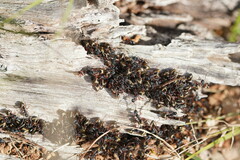 Dolichoderus doriae