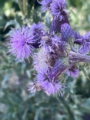 Cirsium arvense