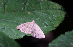 Zanclognatha jacchusalis