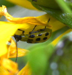 Diabrotica undecimpunctata