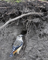 Pardalotus punctatus