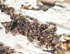 Dolichoderus doriae