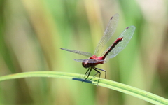 Sympetrum rubicundulum