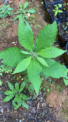 Eutrochium purpureum