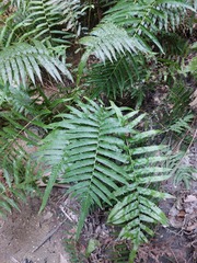 Christella acuminata