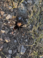 Aphonopelma chalcodes