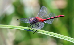 Sympetrum rubicundulum