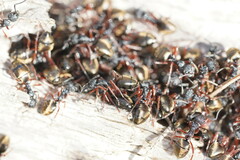 Dolichoderus doriae