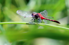Sympetrum rubicundulum