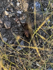 Aphonopelma chalcodes