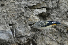 Pardalotus punctatus