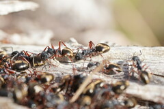 Dolichoderus doriae