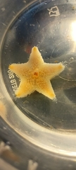 Pterasteridae